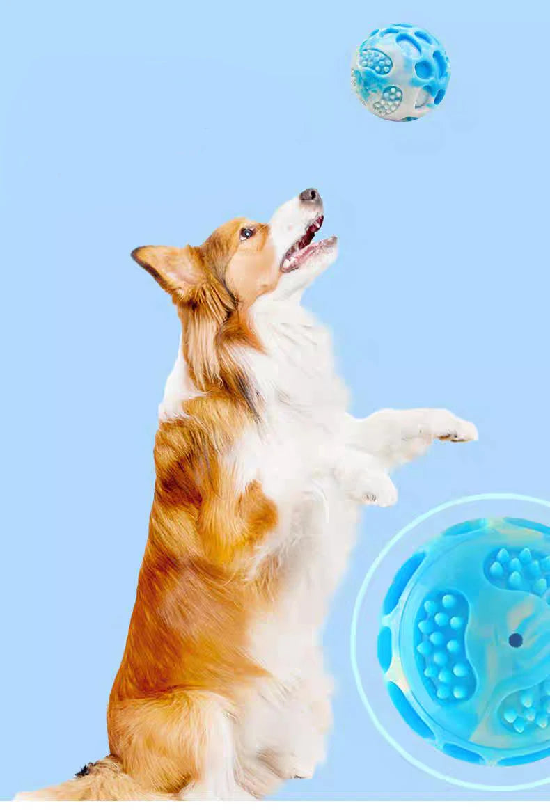 Pet dog toy durable, suitable for use during outdoor training.