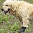 Dog Shoes Do Not Fall Off Breathable Soft Sole Footwear