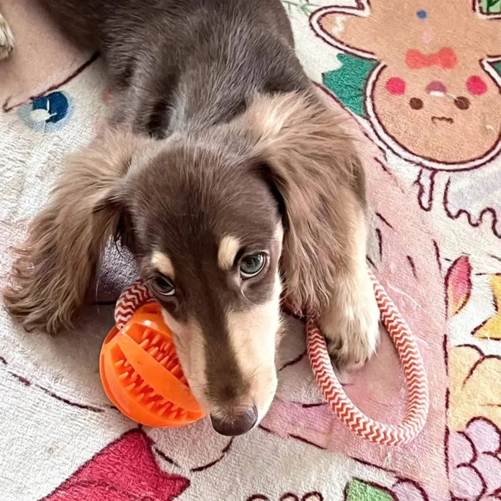Interactive Rope Rubber Leaking Balls for Small Medium Dogs