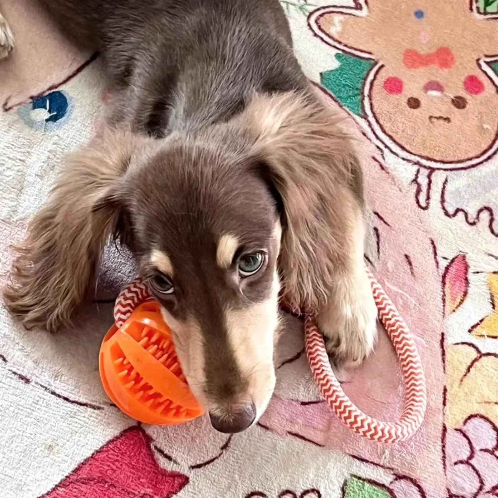 Interactive Rope Rubber Leaking Balls for Small Medium Dogs